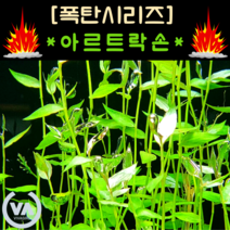 [수초폭탄] 기간한정 반값할인 물 속 작은 대나무 아르트락손(25줄기) / 무이탄 수질정화 구피은신처 초보수초 레이아웃