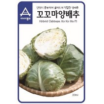 꼬꼬마양배추 500립 양배추씨 씨앗 대장 아시아종묘