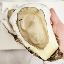 섬진강 벚굴 강굴 5kg 자연산 벗굴 산지직송, 1개
