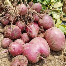 감자10키로 햇살조은감자 괴산감자 자영감자, 괴산 자영감자 대왕 4kg