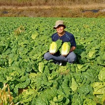 강원도 고랭지 해올찬 절임배추 절인배추 김장배추 20kg, 23년01월05일출고-23년01월06일도착