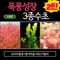 수초킹 폭풍성장 3종수초 2탄 (붕어마름+레드카붐바+로타라홍콩) / 구피 어항 초보 수초세트 치어 치비 은신처 놀이터, 심플세트(14촉)