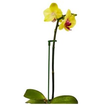 식물 지지대 묘목 모종 화초 꽃 과수 받침대 오링, 지지대054910CM