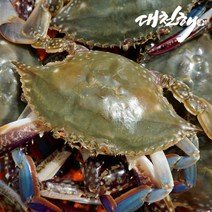 대천해 국내산 손질 절단꽃게 350g X 2팩