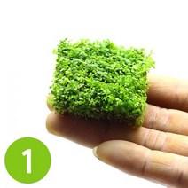 수초-쿠바펄 4x4크기 1개-낮게 퍼지는 전경용 수족관 어항식물, 없음, 1개