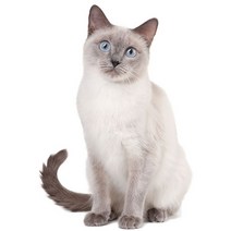 차량용 냉장고 미니 냉온장고 캠핑용 온장고 3Ratels CM29 사랑스러운 고양이 페르시아 Birman Bombay 영국, 02 CM29-2_02 20cm(7.87 inch)