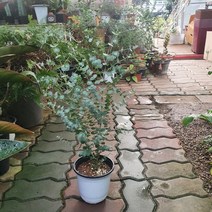 꽃백화점 유칼립투스 중품 품종 랜덤발송 40~70cm 89