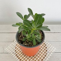 올리브 석화 오션접란 바질트리 율마 스위트바질 틸란드시아 대나무사사 피쉬본 집에서키우기쉬운식물 집에서키우는식물 그늘에서잘자라는식물 음지식물 공기청정식물 ^JUN#A