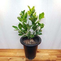 [무지개정원] 유주나무 60-80cm