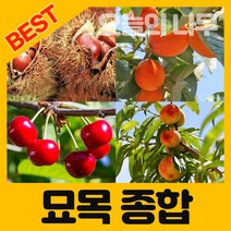 [오늘의 나무] 합리적 가격의 우수한 유실수 약용수 묘목 판매합니다., 머루(MBA)포도 삽목1년생 뿌리묘