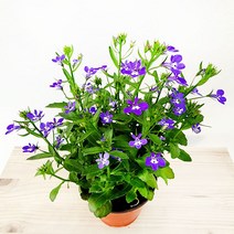에덴플랜트 로벨리아 소품 나비꽃 꽃화분 로베리아 노벨리아 반려식물 퍼플블루