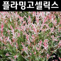 무늬버들/플라밍고셀릭스 나무 묘목 포트묘 5개/정원/공원/조경수