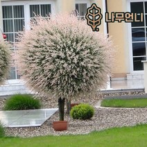 삼색버드나무 셀릭스 샐릭스 정원수 나무언니, 플라밍고 셀릭스 R3cm 스탠다드형(단품)