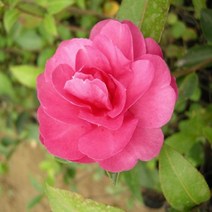 묘목/애기동백 키60~80cm(분) r322