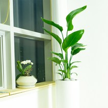 pfo004 키우기 관리 쉬운 공기정화나무 여인초 극락초