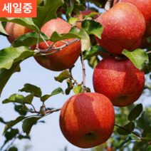 당일발송 꿀맛 새콤달콤 선물용 큰사과 최상급 추천 5KG 대과 (10-13과내외)