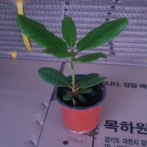 같이가치농원 만병초나무 울릉도만병초(포트묘)