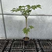 팔손이나무 외목대 130cm, 1개