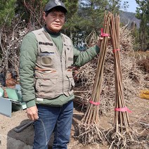 가죽나무 묘목 1년생 참죽나무, 2년생