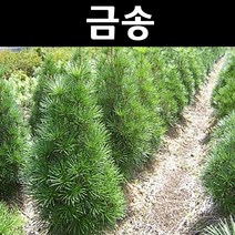 금송 5년 뿌리묘 나무 묘목 1개/정원/공원/조경수