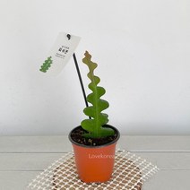 피쉬본 생선뼈선인장 실내공기정화식물 공기청정식물피쉬본 생선뼈선인장 다유기 다육이키우는법 실내공기정화식물 공기청정식물 집에서키우는식물 집에서키우기쉬운식물 집이건조할때 습도올리기