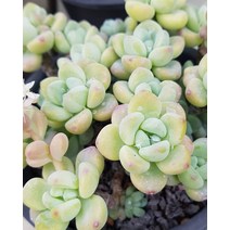 다육이식물 라울 화분 국민다육이 식물 키우기, A.27 펜타드럼, 1개