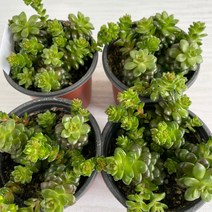리틀쨈 4개묶음 실내공기정화식물 반려식물 플랜테리어 온누리꽃농원
