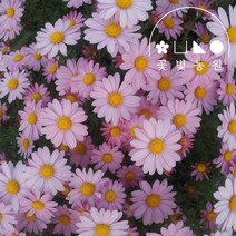 꽃빛농원 흰색 구절초 들국화 3치포트 가을꽃 야생화, 핑크