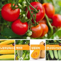 열매 채소 씨앗 모음 마이플랜트 강낭콩 와송 오이 호박 여주 고추 종자 베란다텃밭, 청옥풋호박
