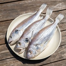 통영원 반건조 백조기 3마리 조기 조구, 반건조백조기(대)3마리