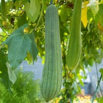 기타 바보사랑[마이플랜트]수세미 씨앗 30립