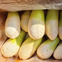제주무 월동무 무 1박스 20kg, 6-12수, 제주무(세척) 10kg