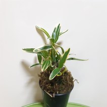 은설