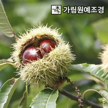 밤나무 유실수 가림원예조경, 대보 접목1년 특묘, 2개 세트