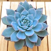 파랑새 중품 키우기 쉬운 거실 다육 화분70 랜덤발송, 단품