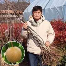 배나무 묘목 접목1년생 토종 돌배 화산배 원황배 신고배 신화배, 신고배 (상묘) 접목 1년생