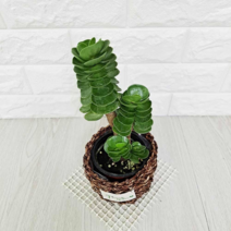 오너클랜 녹비단 (라탄화분포함) 녹비단키우기, 본품, 단일