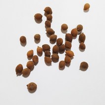 피나무씨앗20g(400립)