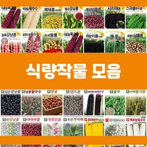콩 옥수수 곡물 씨앗 모음, 24.녹두콩, 1개