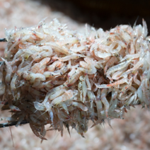 국내산 김장용 생새우 동백하 1Kg 급냉 발송, 동백하 2Kg