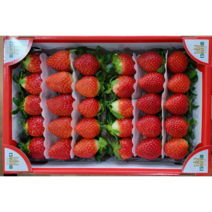농장직송 딸기 1.5kg 순희딸기농원, 1박스