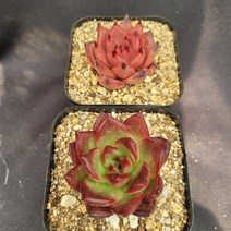 [메카다육]53-0526 루밍 로메오(에케베리아) 2종세트판매(화분포함) 다육식물