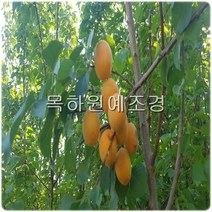 목하원예조경 살구나무 묘목 (하코트) 접목1년특묘