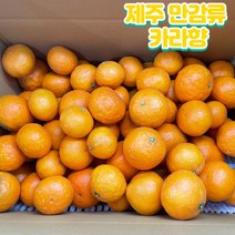 제주도 산지직송 고당도 카라향 가정용 만감류 3kg 5kg 10kg, 가정용 카라향 3KG, 1개