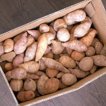 파머스넷 한입 햇 고구마, 한입고구마 10kg