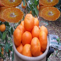 레드향 제주 산지직송 선물용 가정용 2kg 3kg 5kg, 중소 10과 내외(2kg)