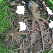 생물 산낙지 탕탕이용 활 낙지, 1마리, (중산) 산낙지 대 1kg (4-5미)
