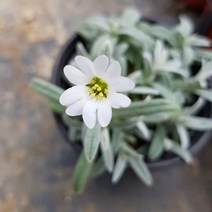 야생화 피어나라플라워 하설초(1Set 3개)