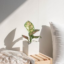 나루플랜트 실내 공기정화식물 화이트화분 공기청정 반려식물 인테리어식물, 1Ea, 아글레오네마엔젤