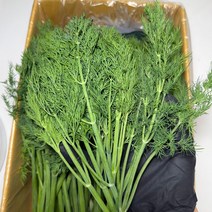 농진사 딜 허브 생잎 국내산 특품, 1kg, 1개